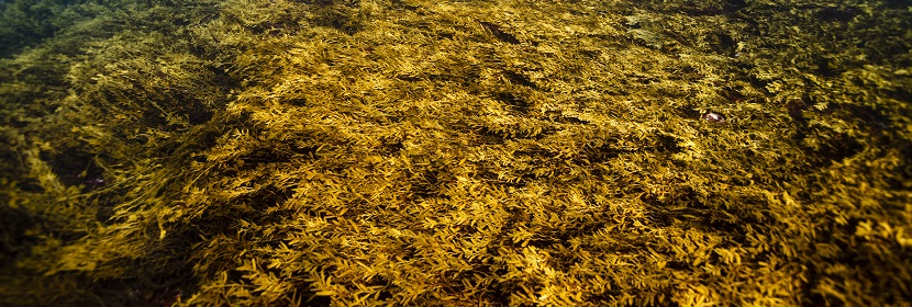 海藻酸丙二醇酯檢測